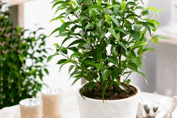 گیاه اپارتمانی بنجامین